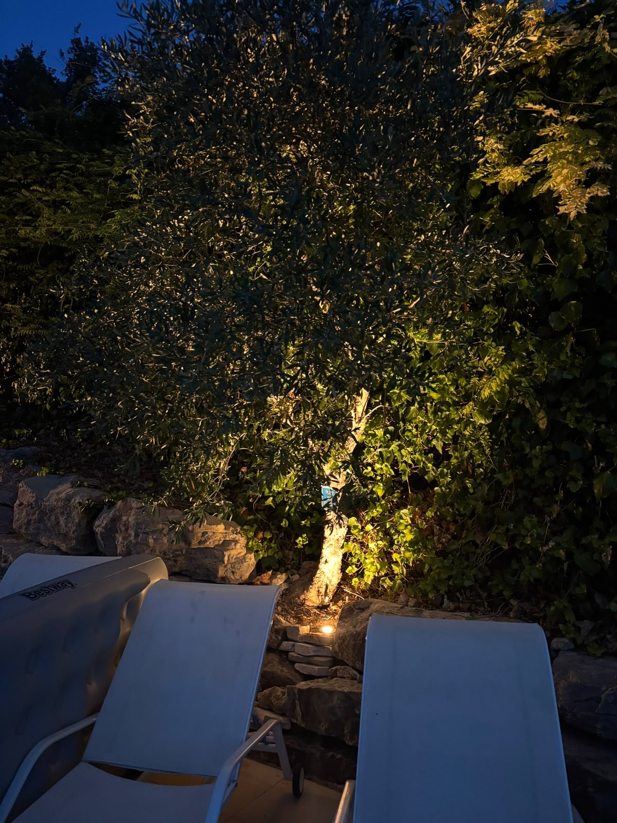 Olivier illuminé par spot encastré au sol de nuit, terrasse piscine particulier Var